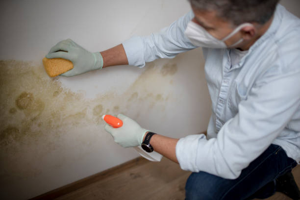 Best Attic Mold Removal  in Sale Creek, TN