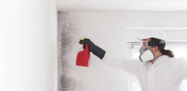 Home Mold Removal in Sale Creek, TN